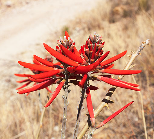 Chilicote Southwestern Coralbean Coral Bean Erythrina flabelliformis  