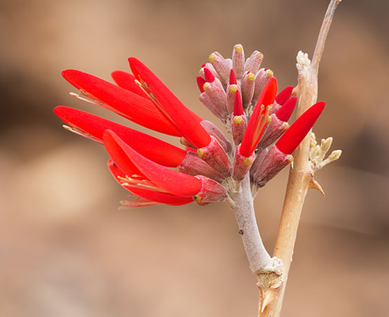 Chilicote Southwestern Coralbean Coral Bean Erythrina flabelliformis  