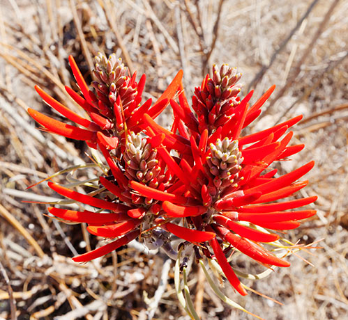Chilicote Southwestern Coralbean Coral Bean Erythrina flabelliformis  