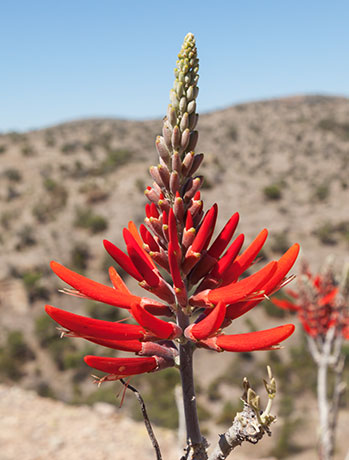 Chilicote Southwestern Coralbean Coral Bean Erythrina flabelliformis  