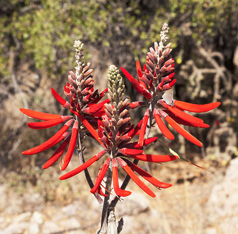Chilicote Southwestern Coralbean Coral Bean Erythrina flabelliformis  