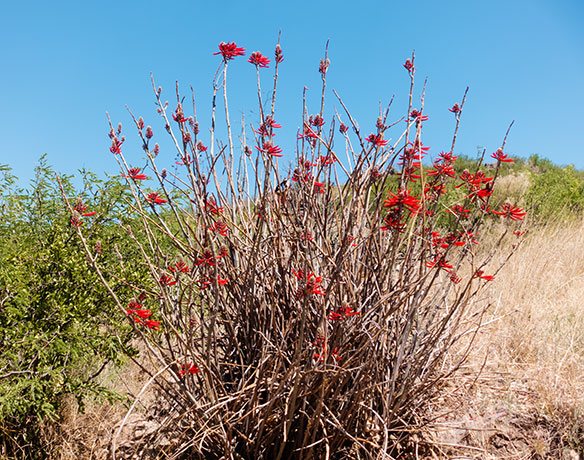 Chilicote Southwestern Coralbean Coral Bean Erythrina flabelliformis  
