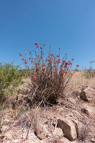 Chilicote Southwestern Coralbean Coral Bean Erythrina flabelliformis  