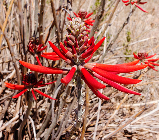 Chilicote Southwestern Coralbean Coral Bean Erythrina flabelliformis  