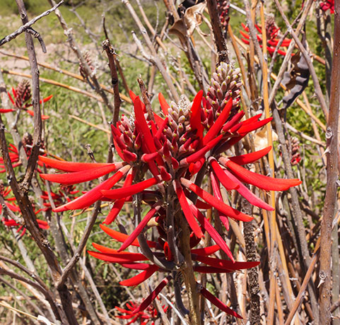 Chilicote Southwestern Coralbean Coral Bean Erythrina flabelliformis  