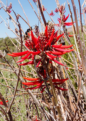 Chilicote Southwestern Coralbean Coral Bean Erythrina flabelliformis  