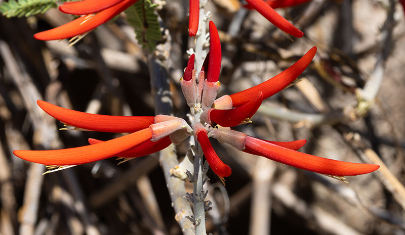Chilicote Southwestern Coralbean Coral Bean Erythrina flabelliformis  