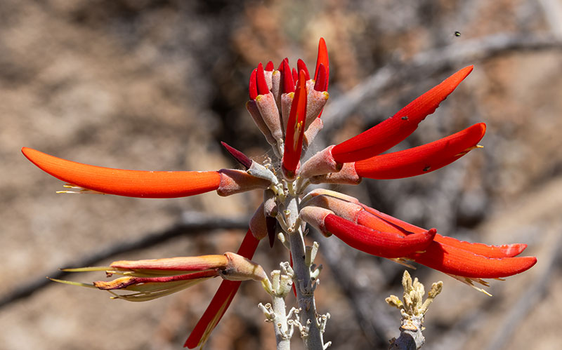 Chilicote Southwestern Coralbean Coral Bean Erythrina flabelliformis  