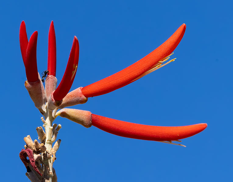 Chilicote Southwestern Coralbean Coral Bean Erythrina flabelliformis  