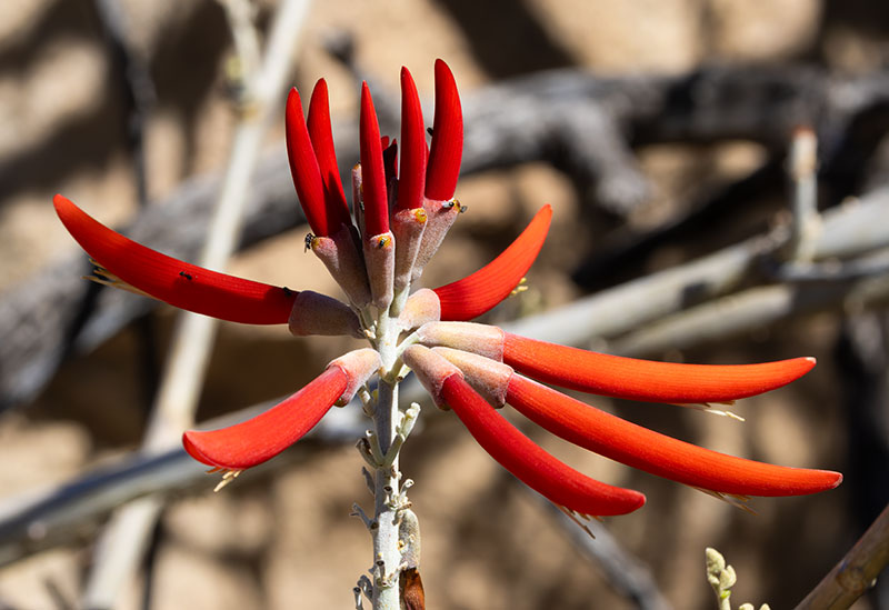 Chilicote Southwestern Coralbean Coral Bean Erythrina flabelliformis  