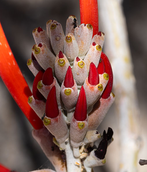 Chilicote Southwestern Coralbean Coral Bean Erythrina flabelliformis  