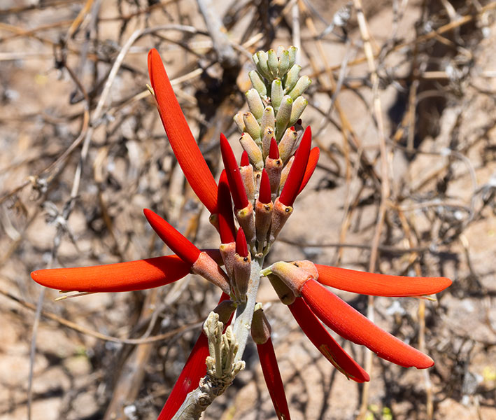 Chilicote Southwestern Coralbean Coral Bean Erythrina flabelliformis  