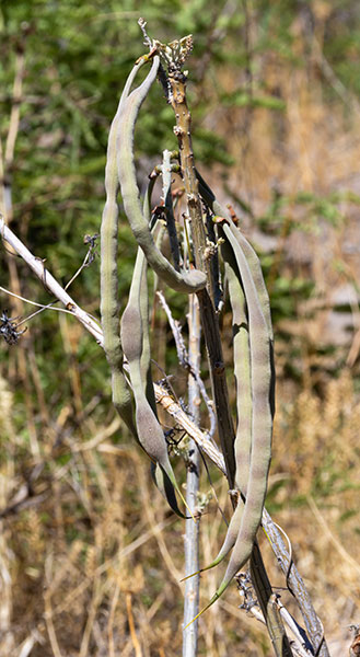 Chilicote Southwestern Coralbean Coral Bean Erythrina flabelliformis  