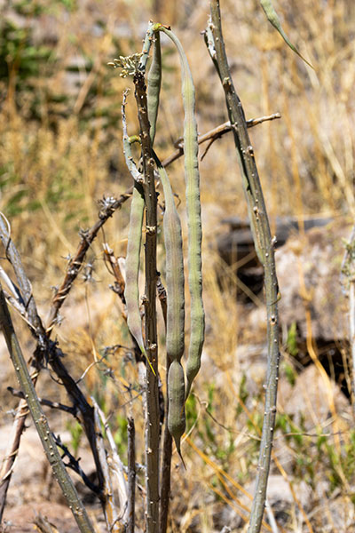 Chilicote Southwestern Coralbean Coral Bean Erythrina flabelliformis  