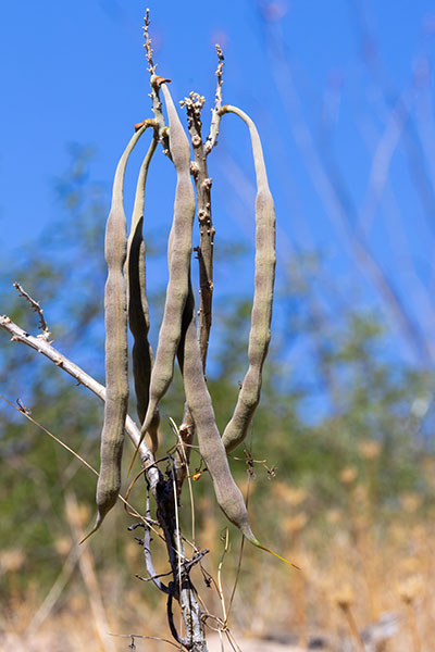 Chilicote Southwestern Coralbean Coral Bean Erythrina flabelliformis  