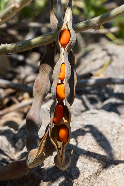 Chilicote Southwestern Coralbean Coral Bean Erythrina flabelliformis  