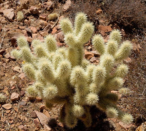 Teddy Bear Cholla Opuntia bigelovii
