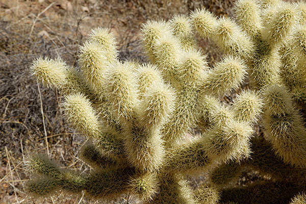 Teddy Bear Cholla Opuntia bigelovii