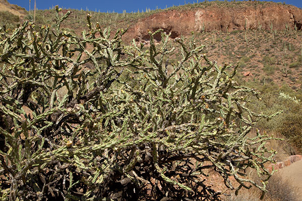 Buckhorn Cholla Opuntia acanthocarpa