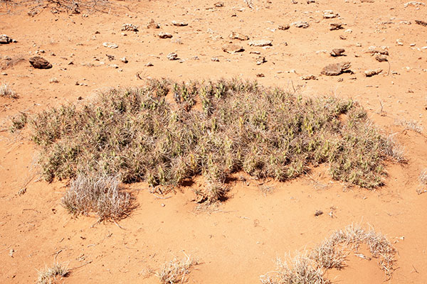 Devil Cholla Opuntia Stanlyi var. Stanlyi