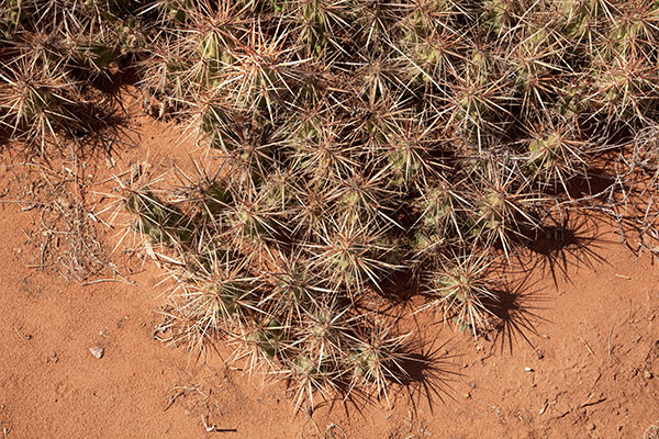 Devil Cholla Opuntia Stanlyi var. Stanlyi