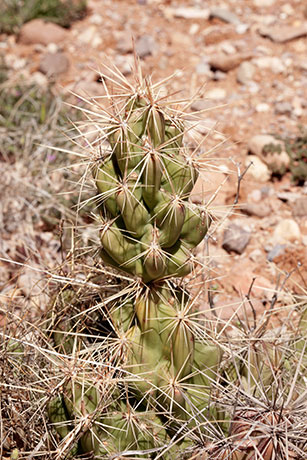 Devil Cholla Opuntia Stanlyi var. Stanlyi