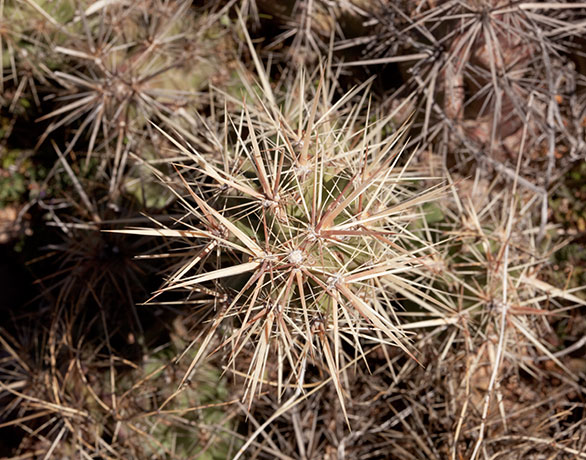 Devil Cholla Opuntia Stanlyi var. Stanlyi