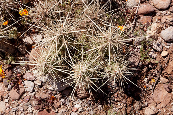 Devil Cholla Opuntia Stanlyi var. Stanlyi