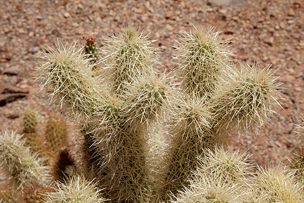 Teddy Bear Cholla Opuntia bigeloviia 