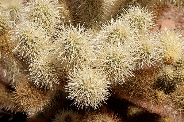 Teddy Bear Cholla Opuntia bigeloviia 