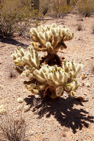 Teddy Bear Cholla Opuntia bigeloviia 