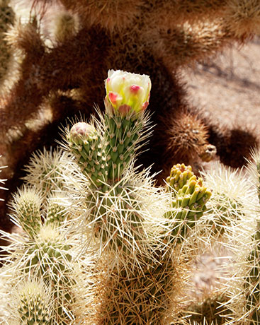 Teddy Bear Cholla Opuntia bigeloviia 