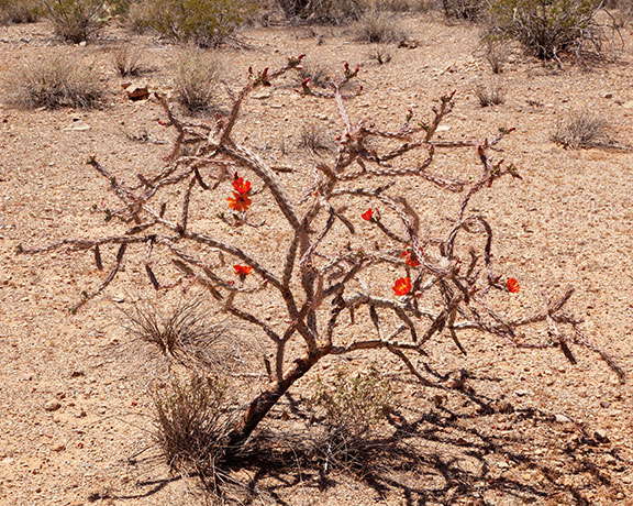 Cholla Species Unknown Opuntia Cylindropuntia 