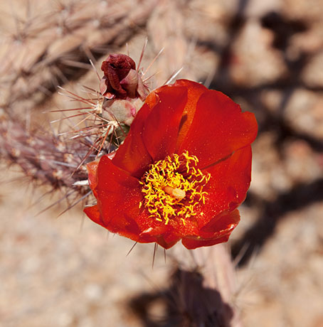 Cholla Species Unknown Opuntia Cylindropuntia 