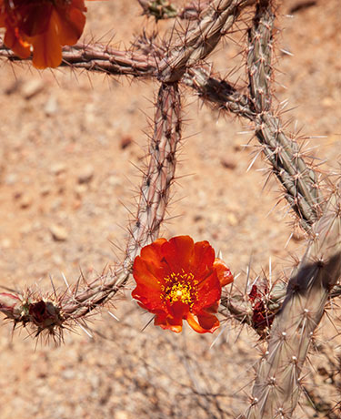 Cholla Species Unknown Opuntia Cylindropuntia 