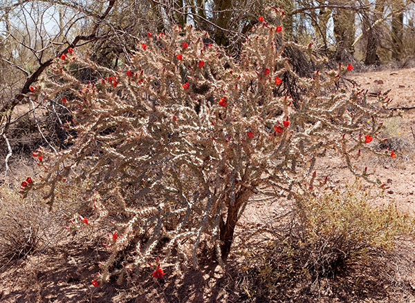 Cholla Species Unknown Opuntia Cylindropuntia 
