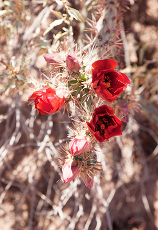 Cholla Species Unknown Opuntia Cylindropuntia 