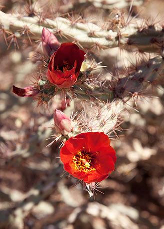 Cholla Species Unknown Opuntia Cylindropuntia 