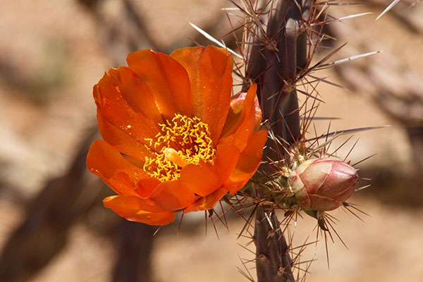 Cholla Species Unknown Opuntia Cylindropuntia 
