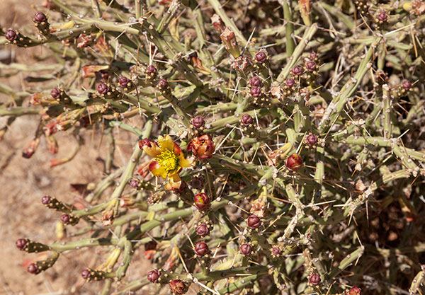 Pencil Cholla Opuntia arbuscula 