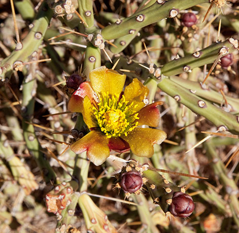 Pencil Cholla Opuntia arbuscula 