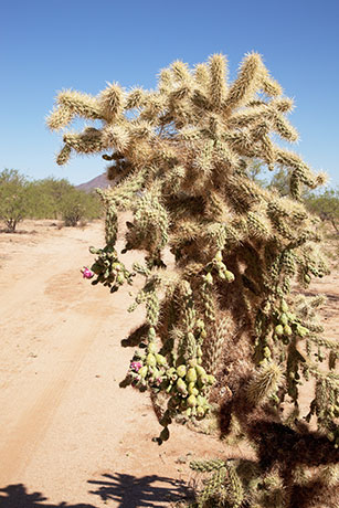 Chainfruit Cholla Jumping Cholla Opuntia Cylindropuntia fulgida 