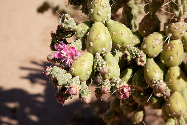 Chainfruit Cholla Jumping Cholla Opuntia Cylindropuntia fulgida 