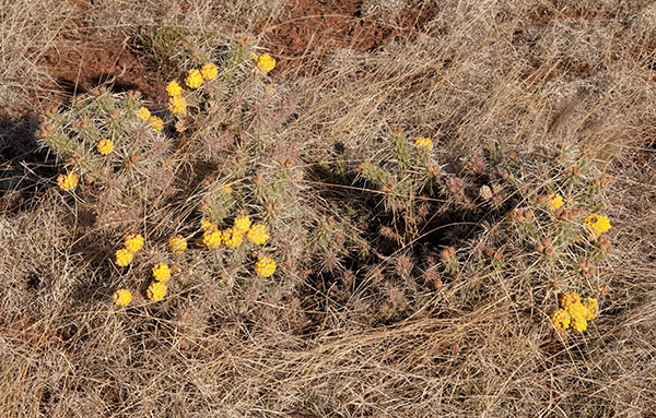 Club Cholla Opuntia Cylindropuntia clavata 