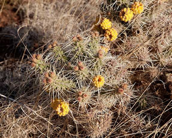 Club Cholla Opuntia Cylindropuntia clavata 