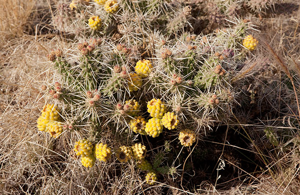 Club Cholla Opuntia Cylindropuntia clavata 