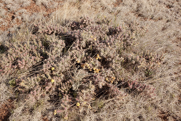 Club Cholla Opuntia Cylindropuntia clavata 