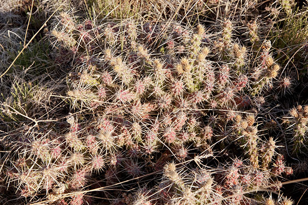 Club Cholla Opuntia Cylindropuntia clavata 