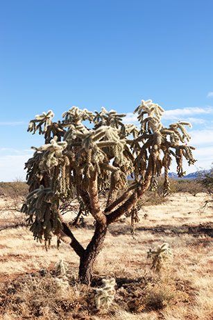 Chainfruit Cholla Jumping Cholla Opuntia Cylindropuntia fulgida 