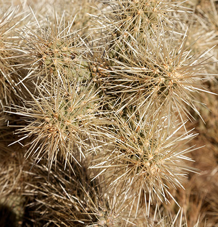Chainfruit Cholla Jumping Cholla Opuntia Cylindropuntia fulgida 